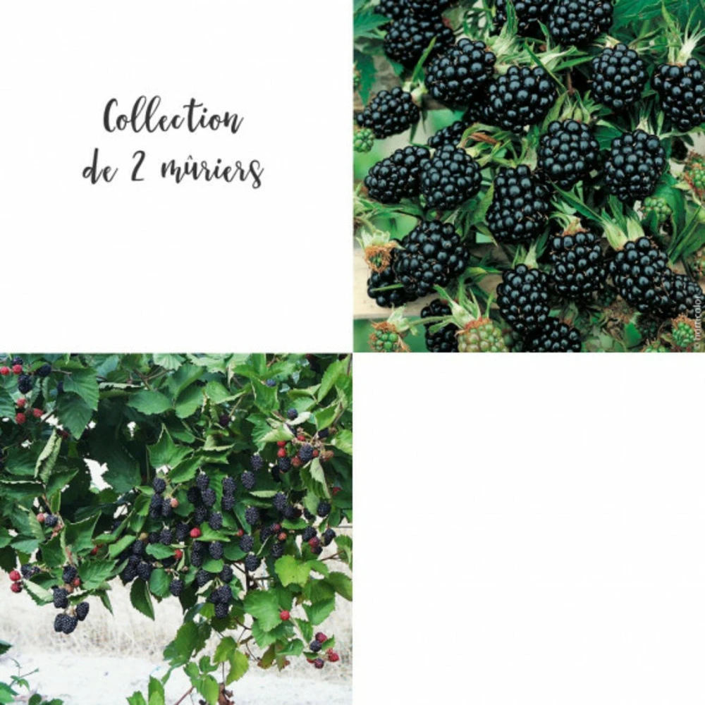 Collection De 2 Mûriers Ou Ronces à Fruits