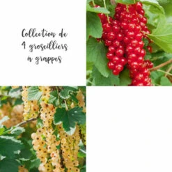 Collection De 4 Groseilliers à Grappes