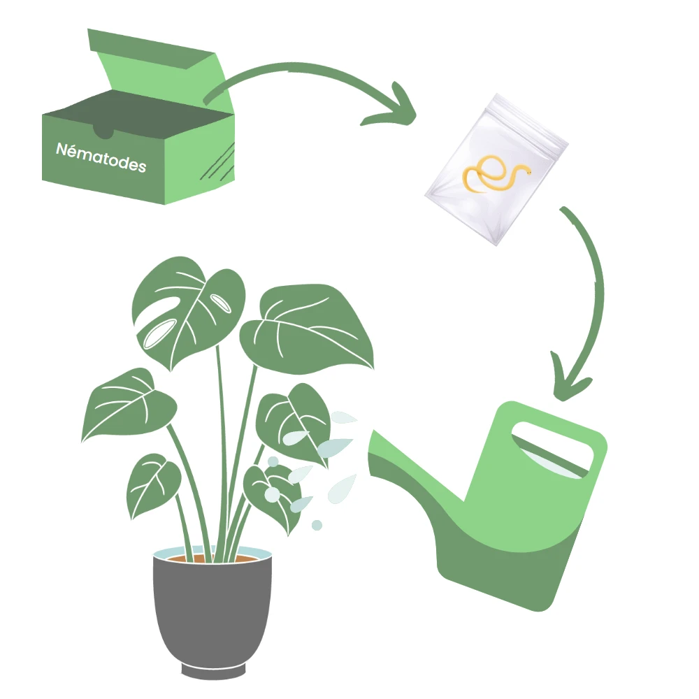 Nématodes Spécifiques Contre Les Otiorhynques 5 Millions – Image 3