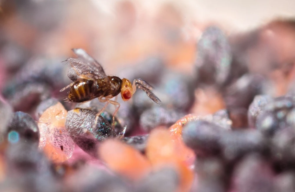 Tricholine Jardins Chenilles Du Potager – Image 3