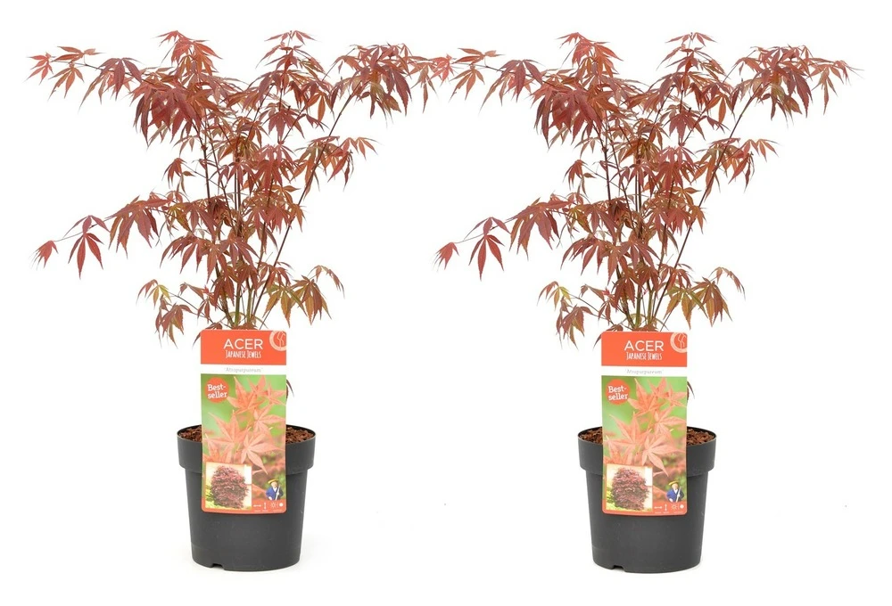 Acer Palmatum 'atropurpureum' - Set De 2 - Erable - Pot 19cm - Hauteur 60-70cm
