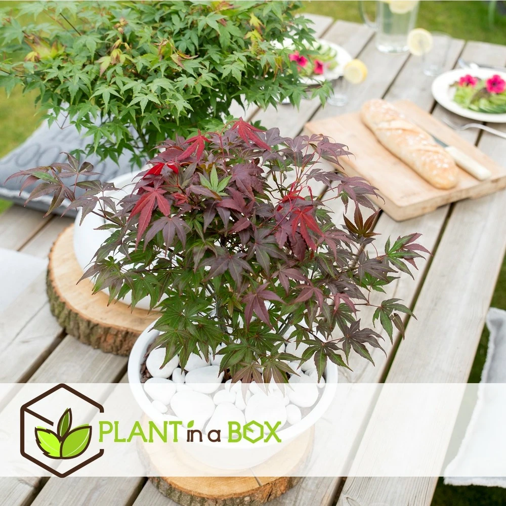 Acer Palmatum 'atropurpureum' - Set De 2 - Erable - Pot 19cm - Hauteur 60-70cm – Image 2