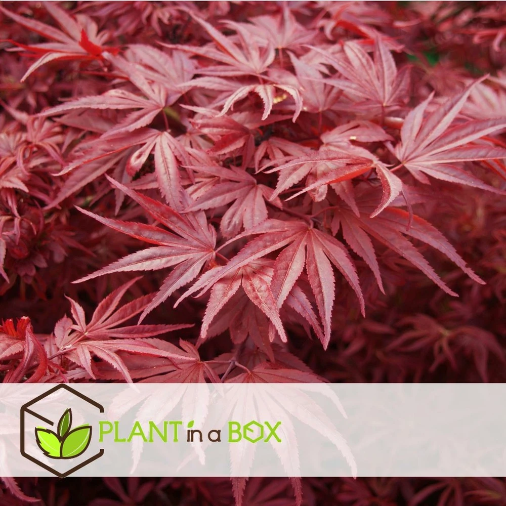 Acer Palmatum 'atropurpureum' - Set De 2 - Erable - Pot 19cm - Hauteur 60-70cm – Image 4
