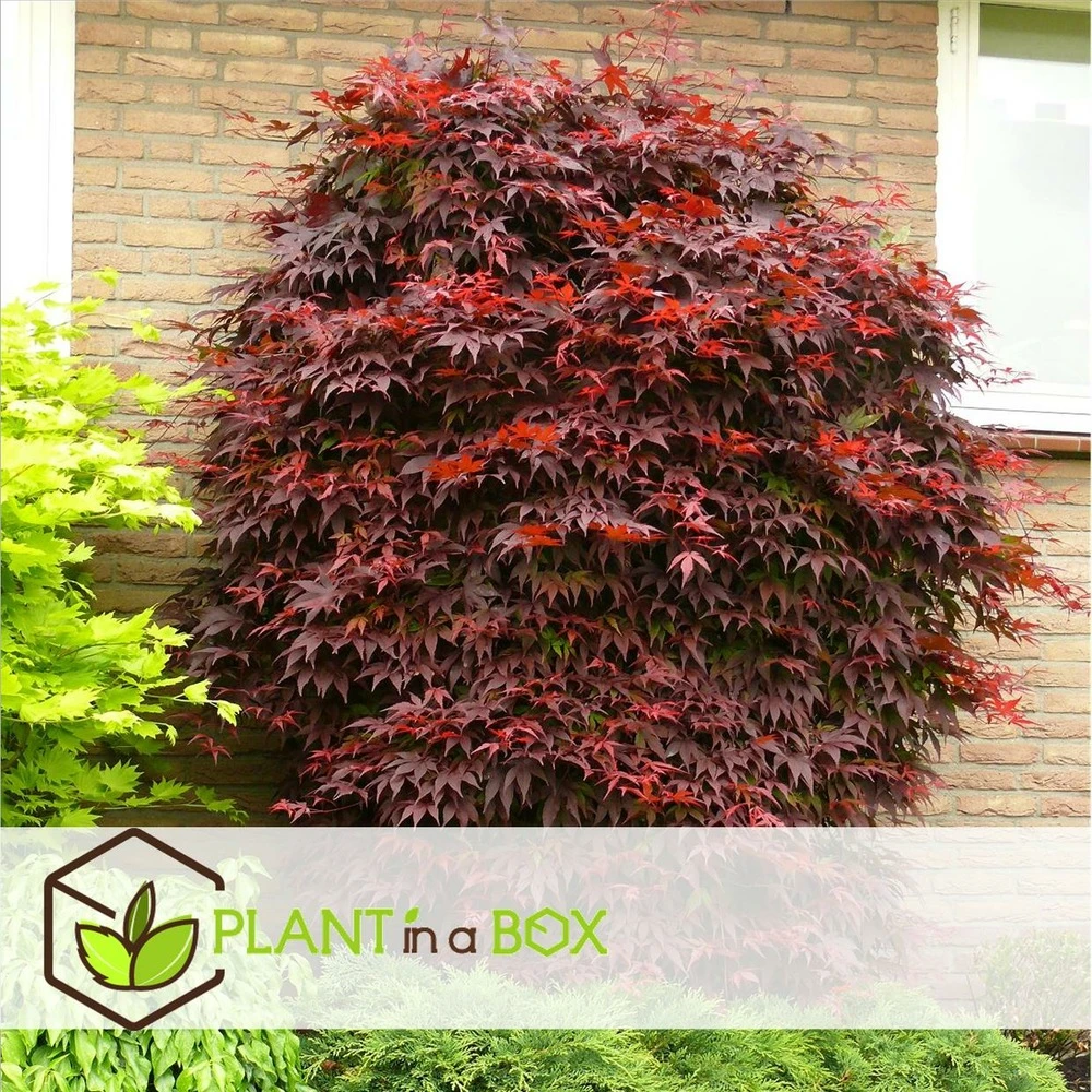 Acer Palmatum 'atropurpureum' - Set De 2 - Erable - Pot 19cm - Hauteur 60-70cm – Image 5