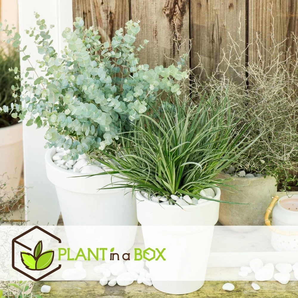 Fascicularia - Set De 2 - Feuilles Bleu-gris - Pot 13cm - Hauteur 20-30cm – Image 4