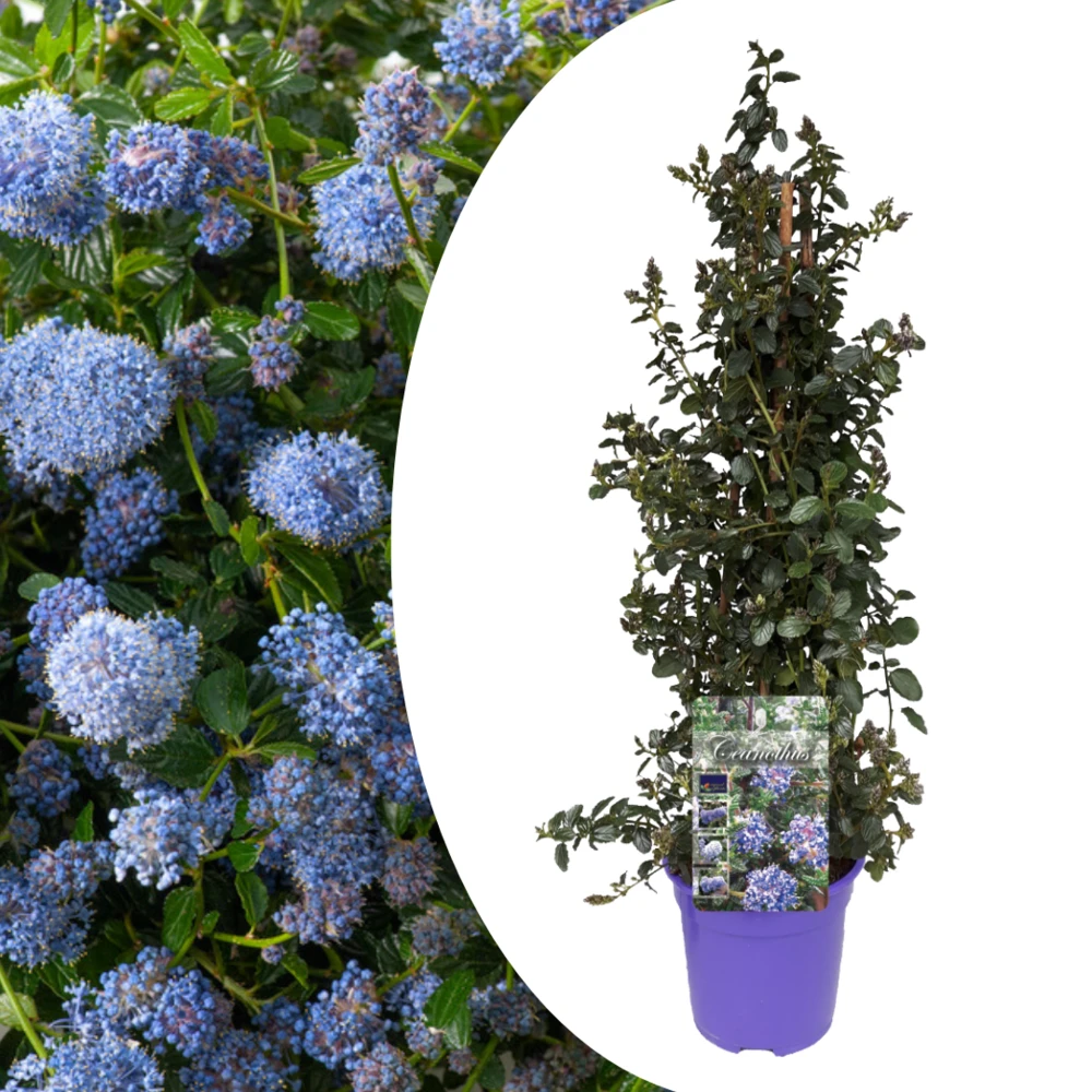 Ceanothus Thyrsiflorus Repens - Arbuste - Pot 17cm - Hauteur 60-70cm