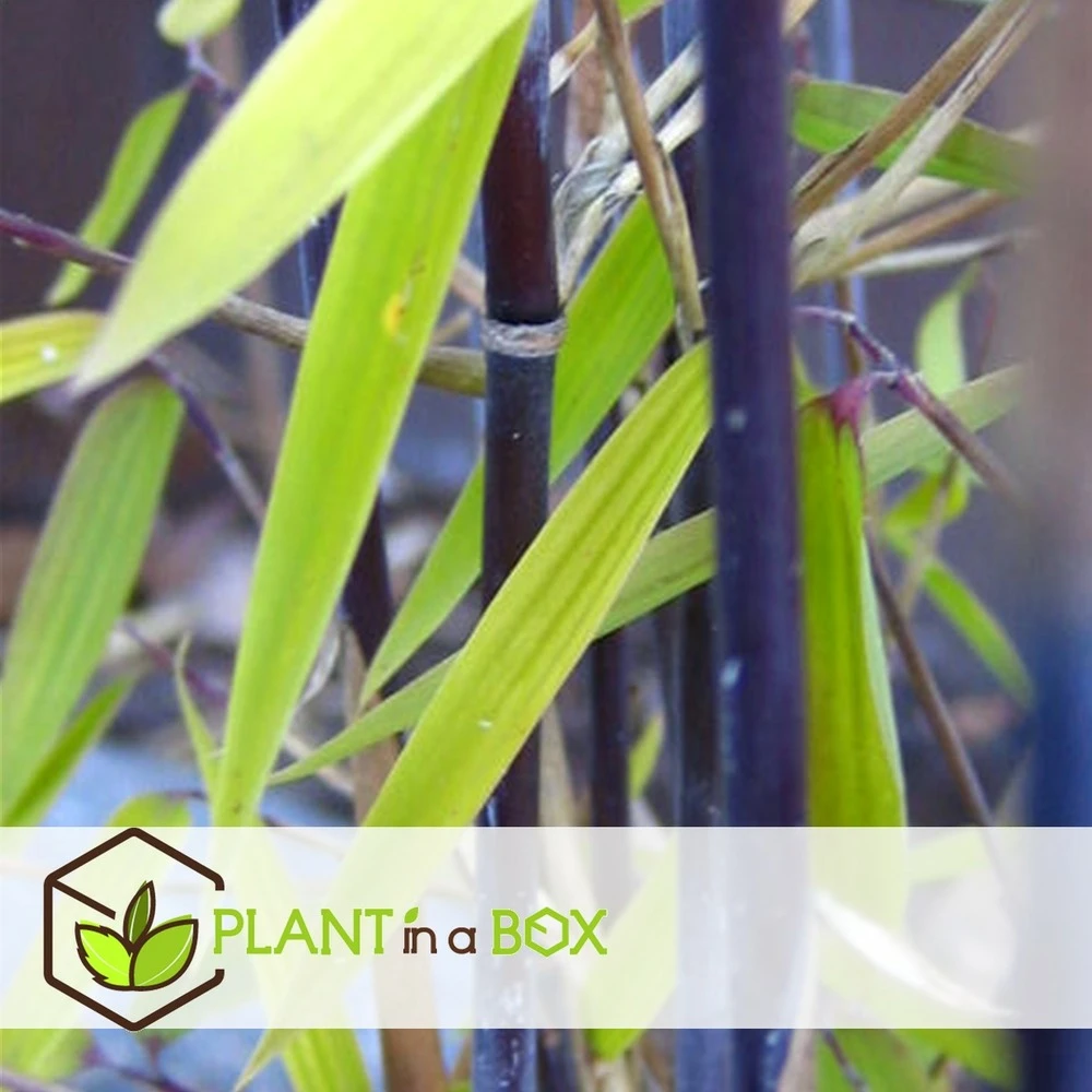 Fargesia Gansu - Set De 6 - Bambou Non Invasif - Pot 17cm - Hauteur 50-70cm – Image 4