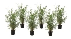 Fargesia Gansu - Set De 6 - Bambou Non Invasif - Pot 17cm - Hauteur 50-70cm