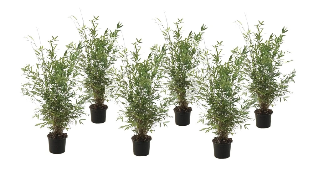 Fargesia Gansu - Set De 6 - Bambou Non Invasif - Pot 17cm - Hauteur 50-70cm