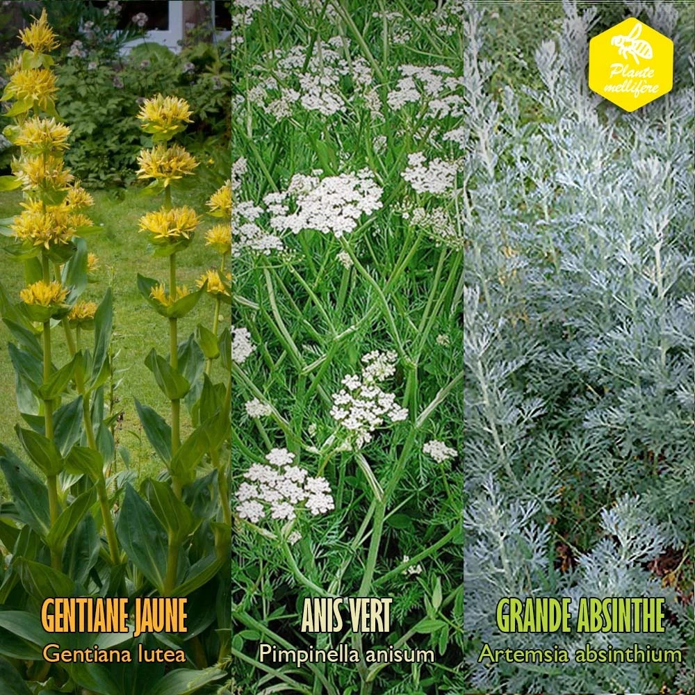 Coffret De Semences Médicinales Aromatique Apéritifs Régionaux – Image 7