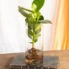 Plante D'intérieur - Grand Clusia En Hydroculture Et Son Vase En Verre 30cm