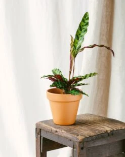 Plante D'intérieur - Calathea Lancifolia 50cm