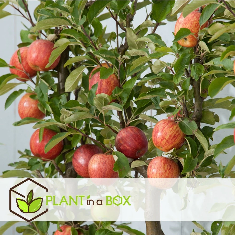 3 Pommes Différentes Sur 1 Arbre - Pot 17 Cm - Hauteur 60-70cm – Image 2