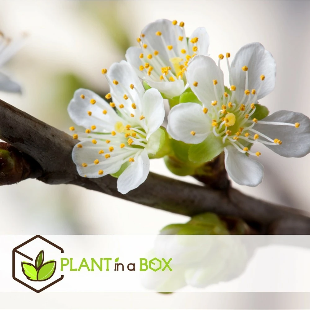 3 Pommes Différentes Sur 1 Arbre - Pot 17 Cm - Hauteur 60-70cm – Image 4