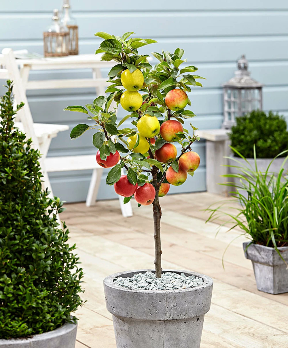 3 Pommes Différentes Sur 1 Arbre - Pot 17 Cm - Hauteur 60-70cm