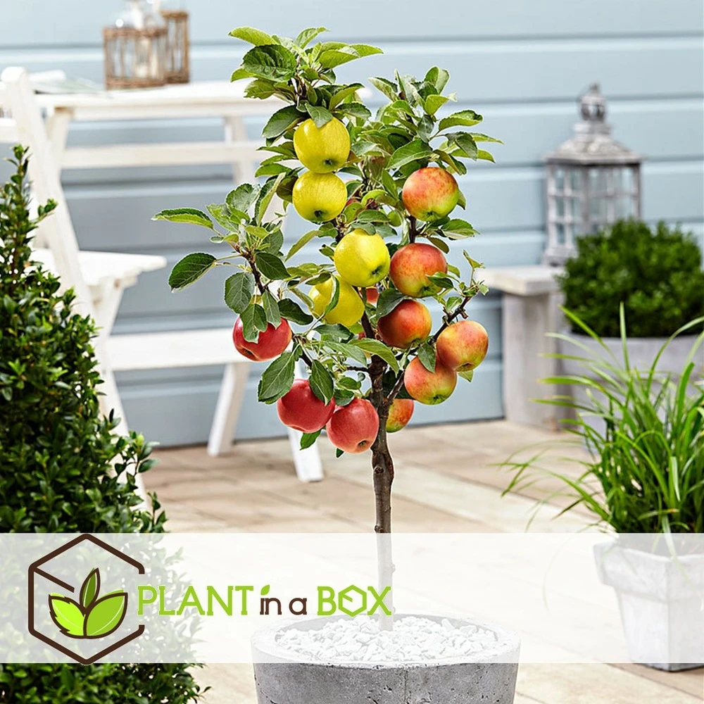 3 Pommes Différentes Sur 1 Arbre - Pot 17 Cm - Hauteur 60-70cm – Image 3