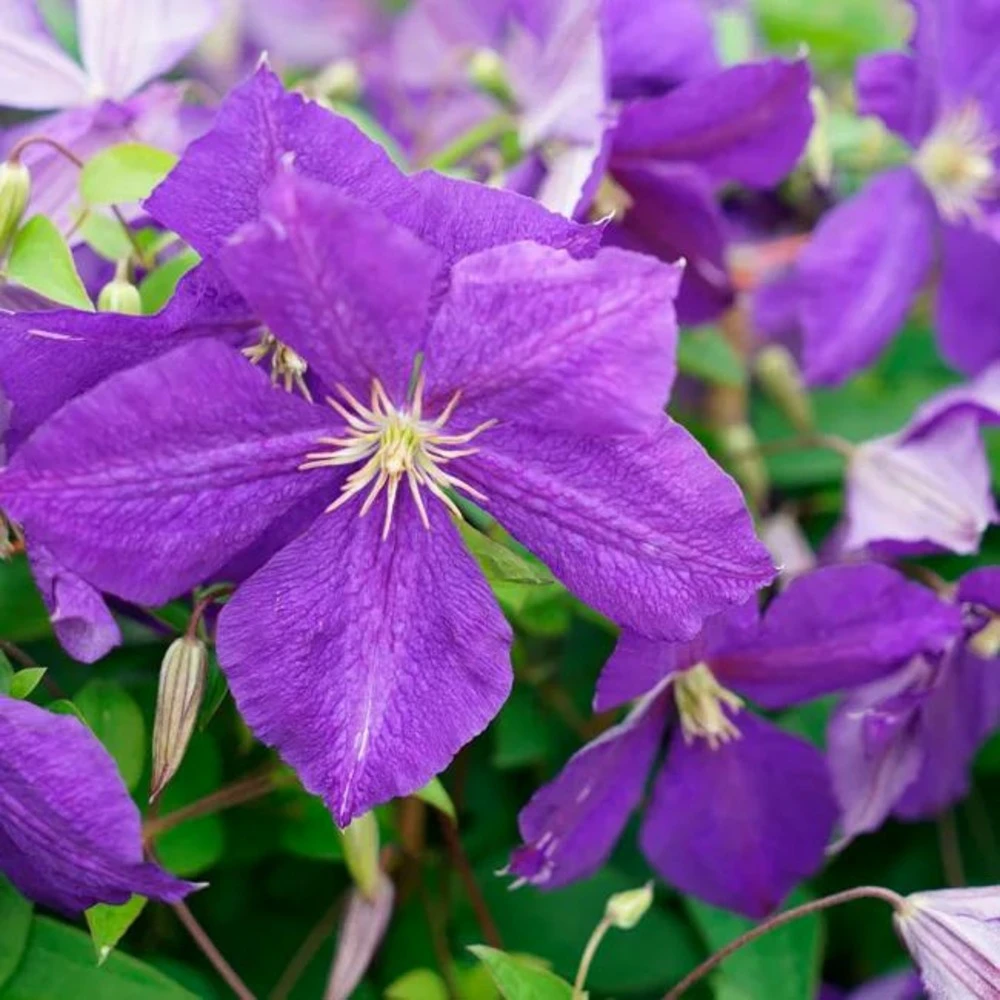 Clématite 'jackmanii' - Clematis 3l – Image 2