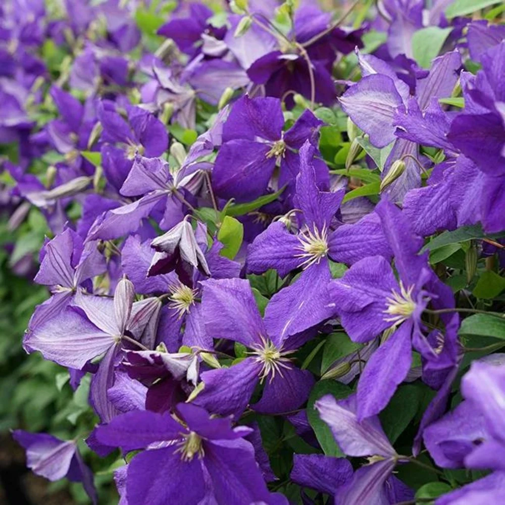 Clématite 'jackmanii' - Clematis 3l – Image 3