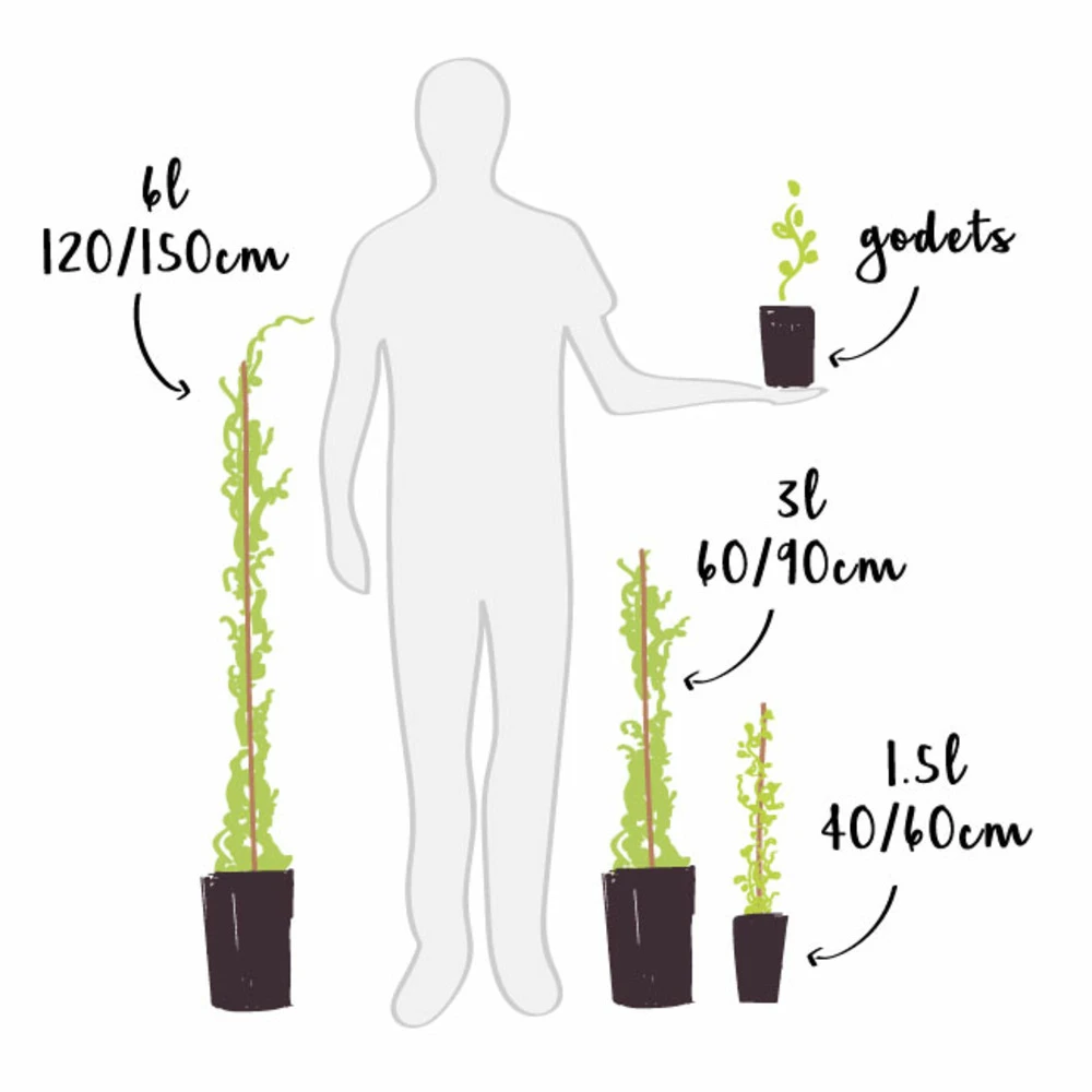 Clématite 'jackmanii' - Clematis 3l – Image 5