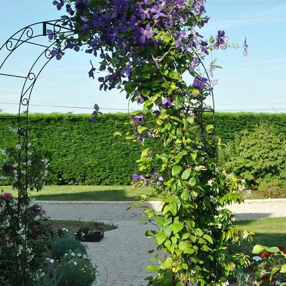 Clématite 'jackmanii' - Clematis 3l – Image 4