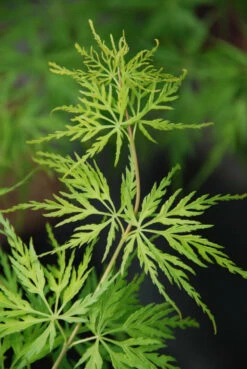 Erable 'seiryu' - 4l