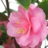 Camélia 'spring Festival' - 4l