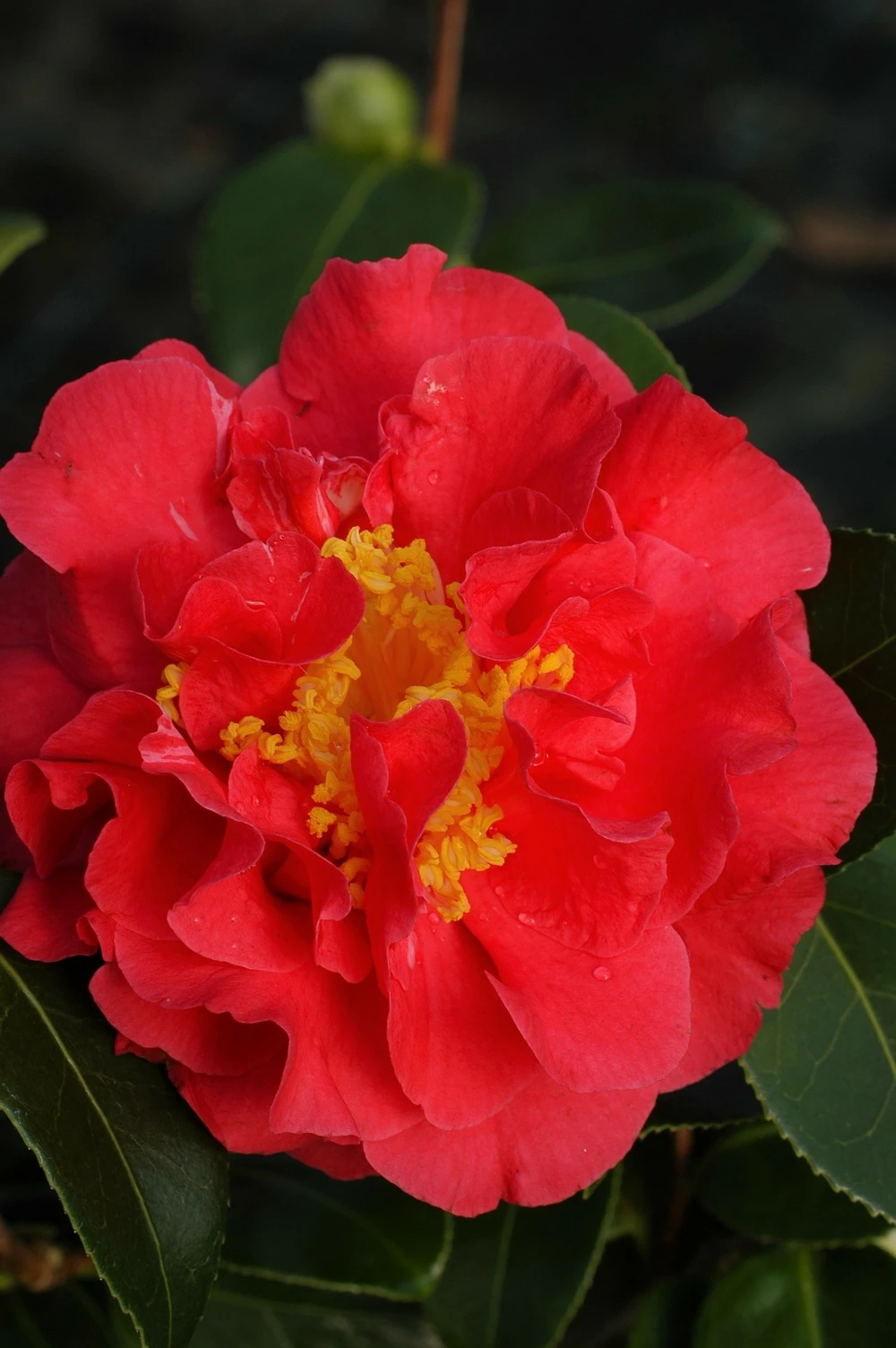 Camélia 'blood Of China' - 4l