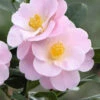 Camélia 'nicky Crisp' - 4l
