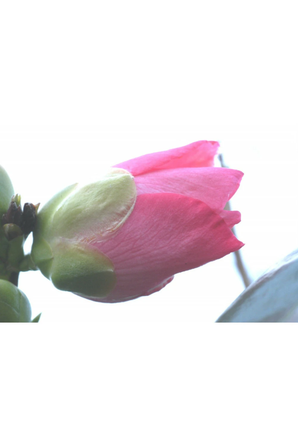 Camélia 'domaine De Courson' - 1l – Image 2