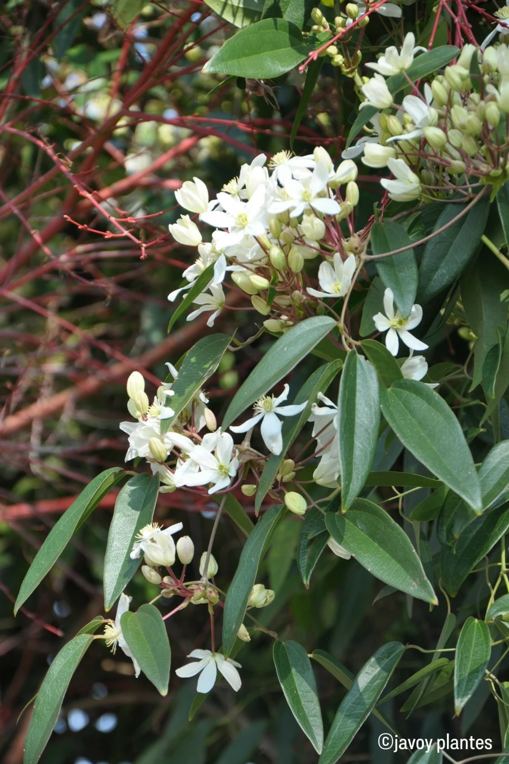Clématite Armandii 'snowdrift' - 3l