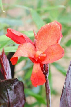 Canna 'bronze Scarlet' - 3l