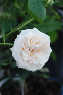 Rosier Décorosiers ? 'amber Voluptia ?' - 5l