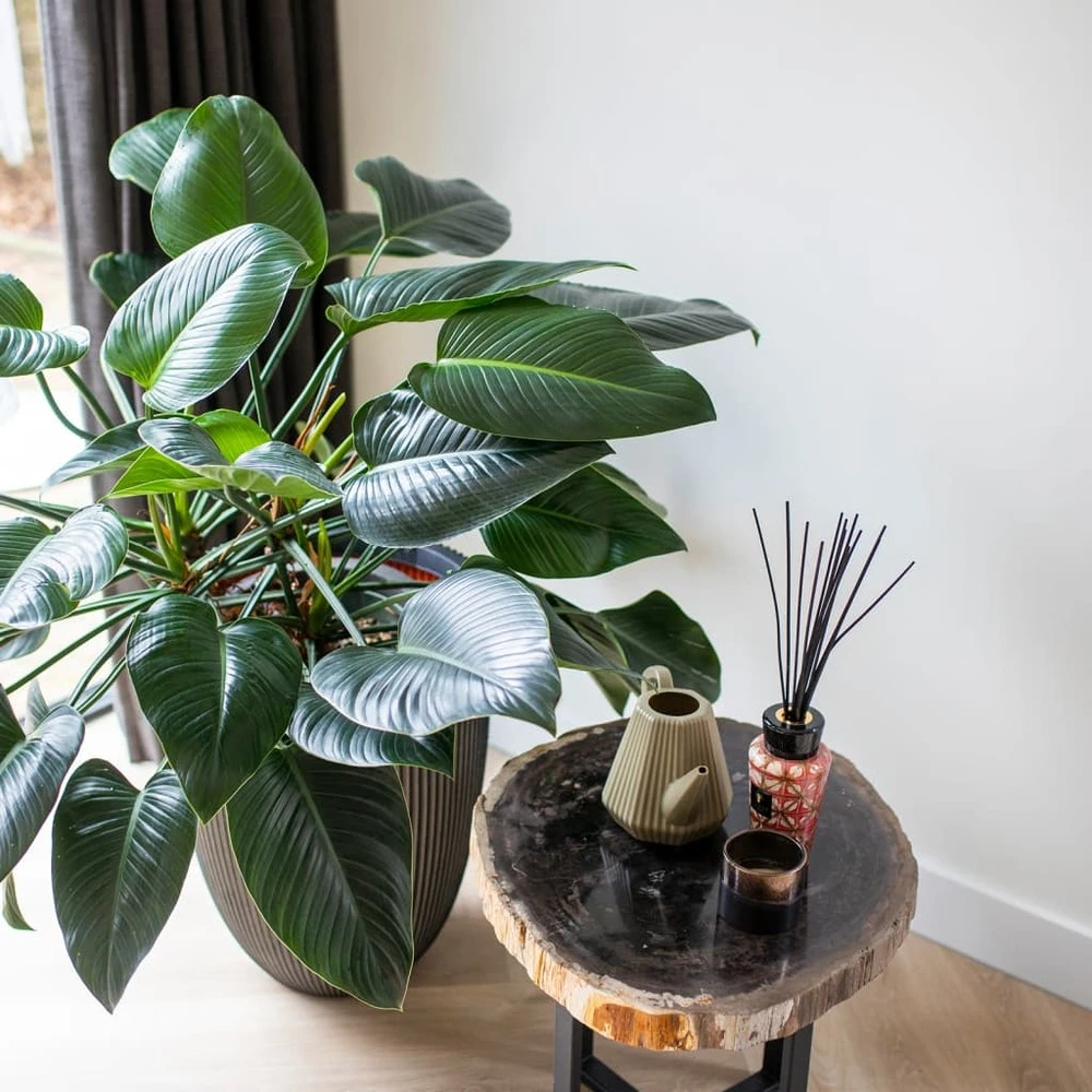 Vase élégant Groove 46x58 Cm Anthracite – Image 3