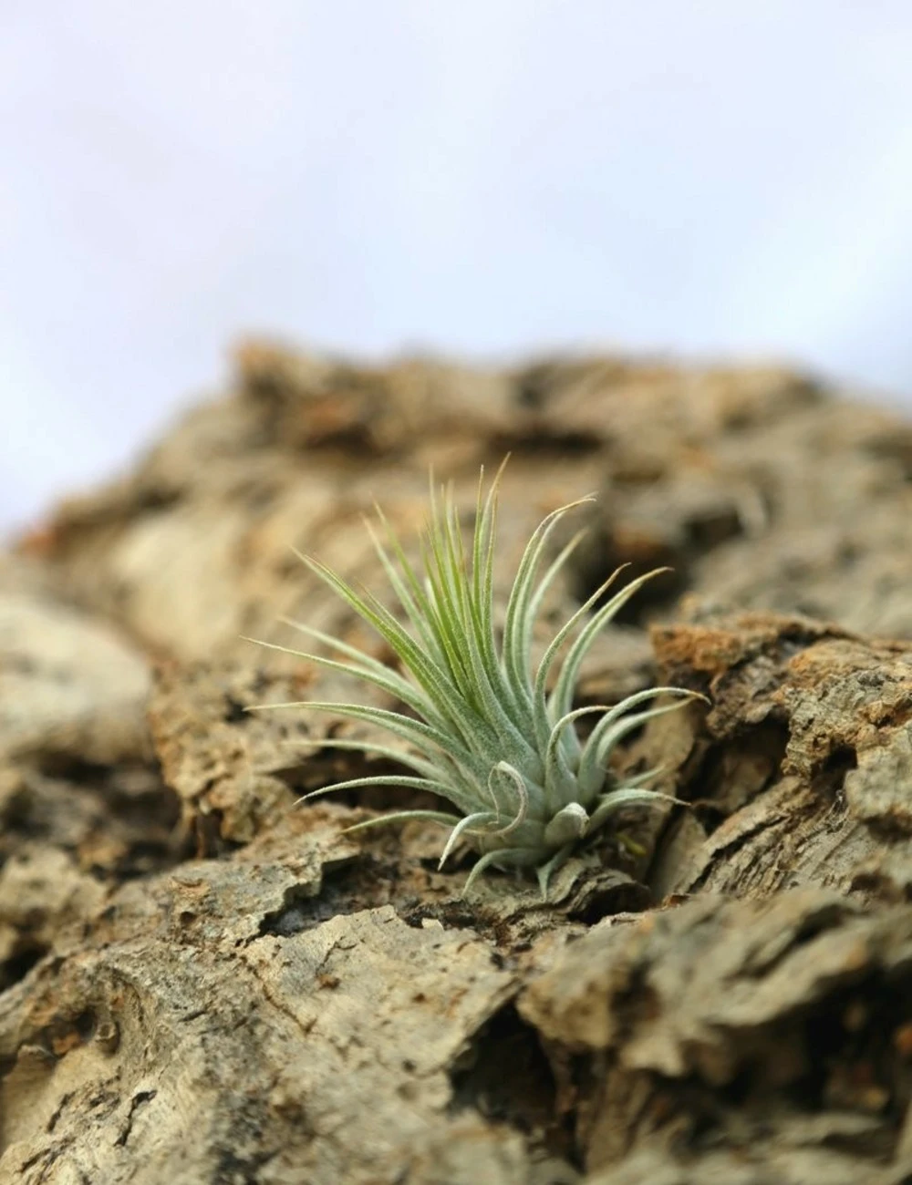 Tillandsia Ionantha Var. Ionantha - 4 à 6 Cm Volume - Lot De 10
