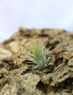 Tillandsia Ionantha Var. Ionantha - 4 à 6 Cm Volume - Lot De 20