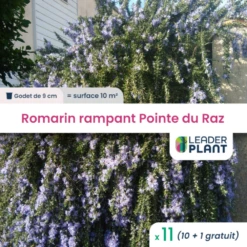 11 X Romarin Rampant Pointe Du Raz En Godet