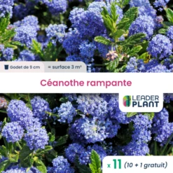 11 X Céanothe Rampante En Godet