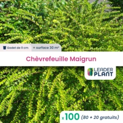 100 X Chèvrefeuille Maigrun En Godet