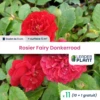 11 X Rosier Paysager Fairy Donkerrood En Godet