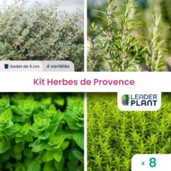 Kit Aromatique Herbes De Provence – 4 Variétés- Lot De 8 Plants En Godet