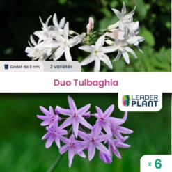Duotulbaghia - Lot De 6 Plants En Godet