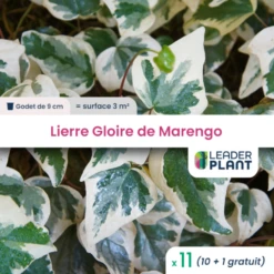 11 X Lierre Gloire De Marengo En Godet