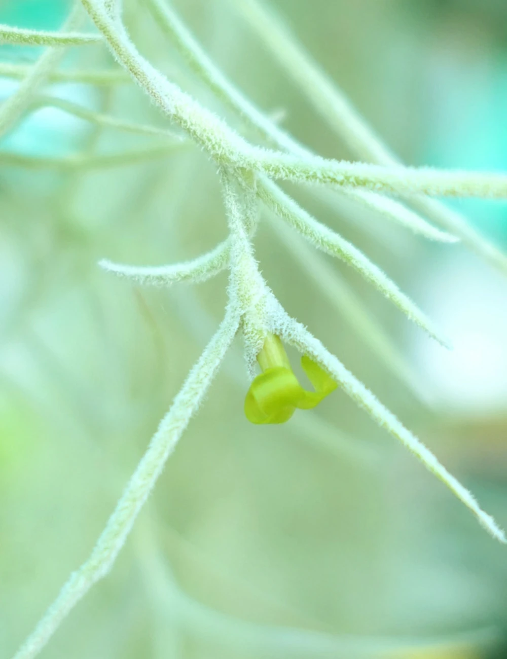 Tillandsia Usneoides Large Argenté - 40 à 60 Cm – Image 2