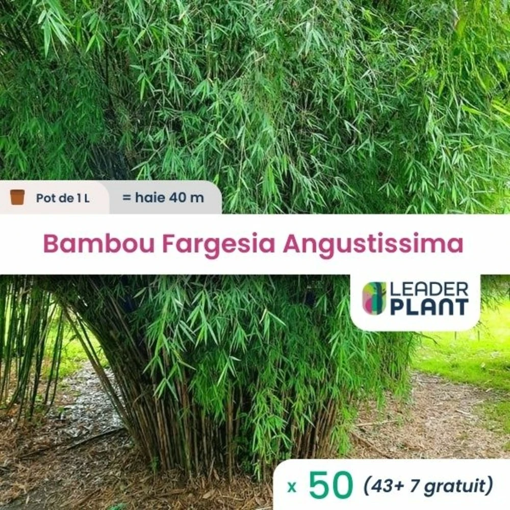 50 X Bambou Fargesia Angustissima En Pot De 1 L