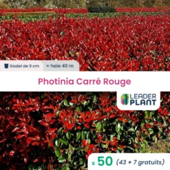 50 X Photinia Carré Rouge En Godet