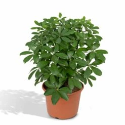 Schefflera Nora - H50cm, ø21cm - Plante D'intérieur