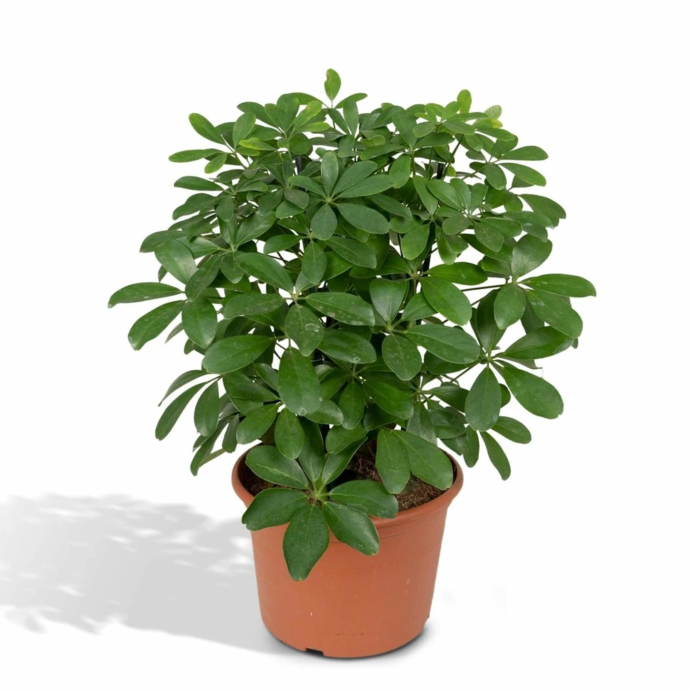 Schefflera Nora - H50cm, ø21cm - Plante D'intérieur