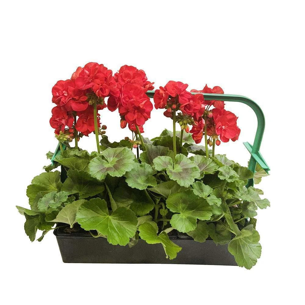 Géranium Zonale 'Sunrise® Fernando' Label Rouge : 10 Plants – Image 3