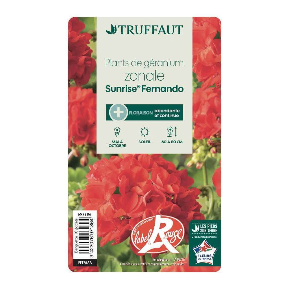 Géranium Zonale 'Sunrise® Fernando' Label Rouge : 10 Plants – Image 4