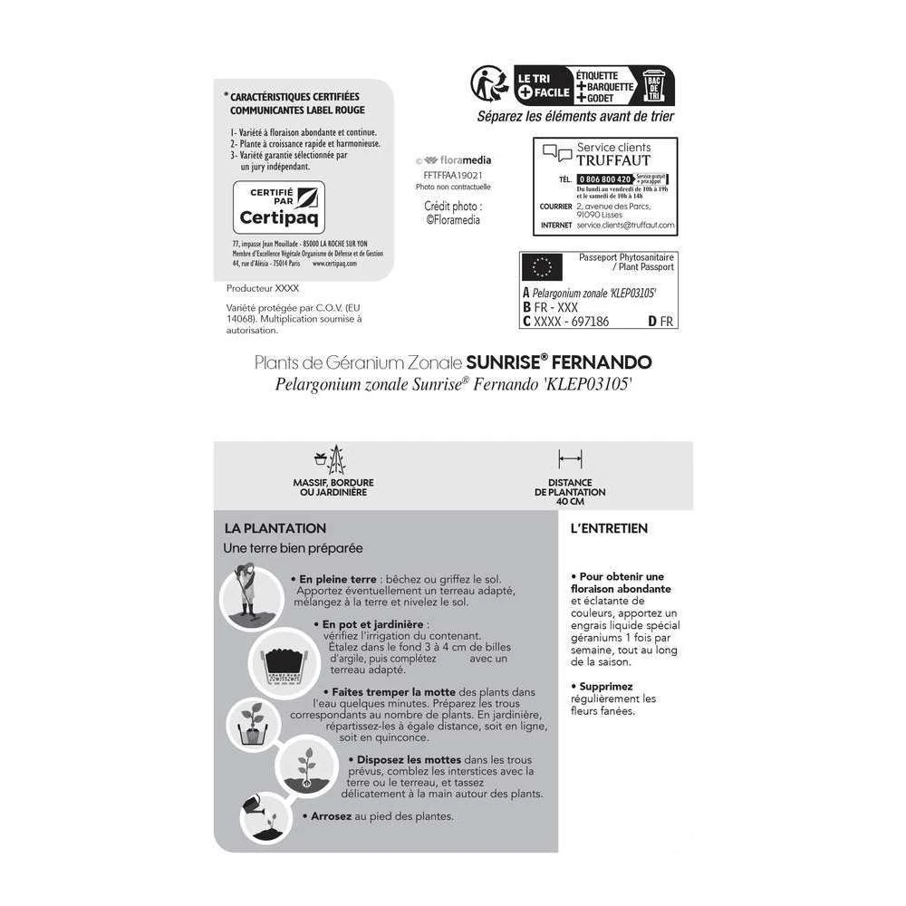 Géranium Zonale 'Sunrise® Fernando' Label Rouge : 10 Plants – Image 5